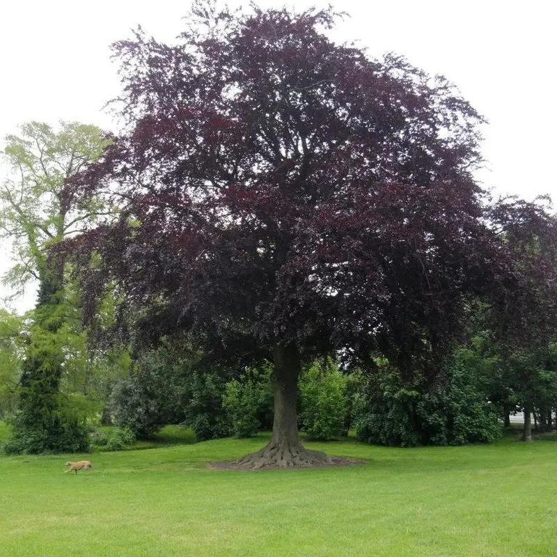 Fag – Fagus Sylvatica