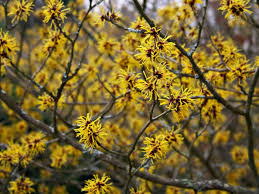 Hamamelis – alun vrăjit