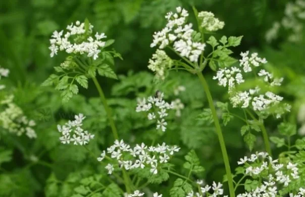 Hasmațuchi – Anthriscus cerefolium