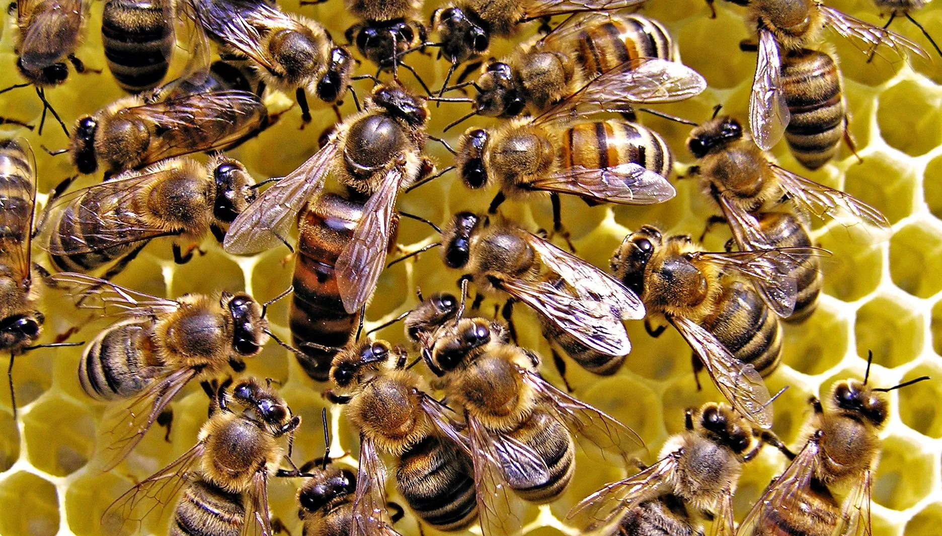 Veninul albinelor „ucide unele celule ale cancerului mamar”