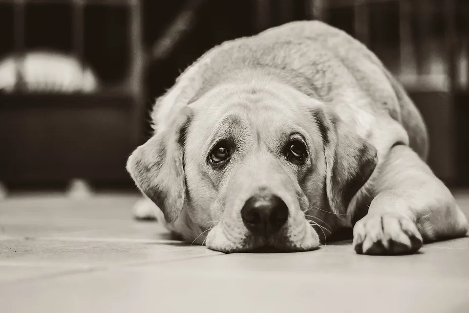 Cancerul, principala cauză de deces a animalelor